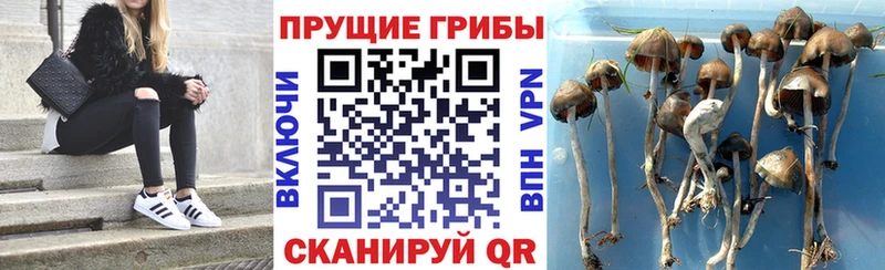 закладки  Рузаевка  Псилоцибиновые грибы Magic Shrooms 